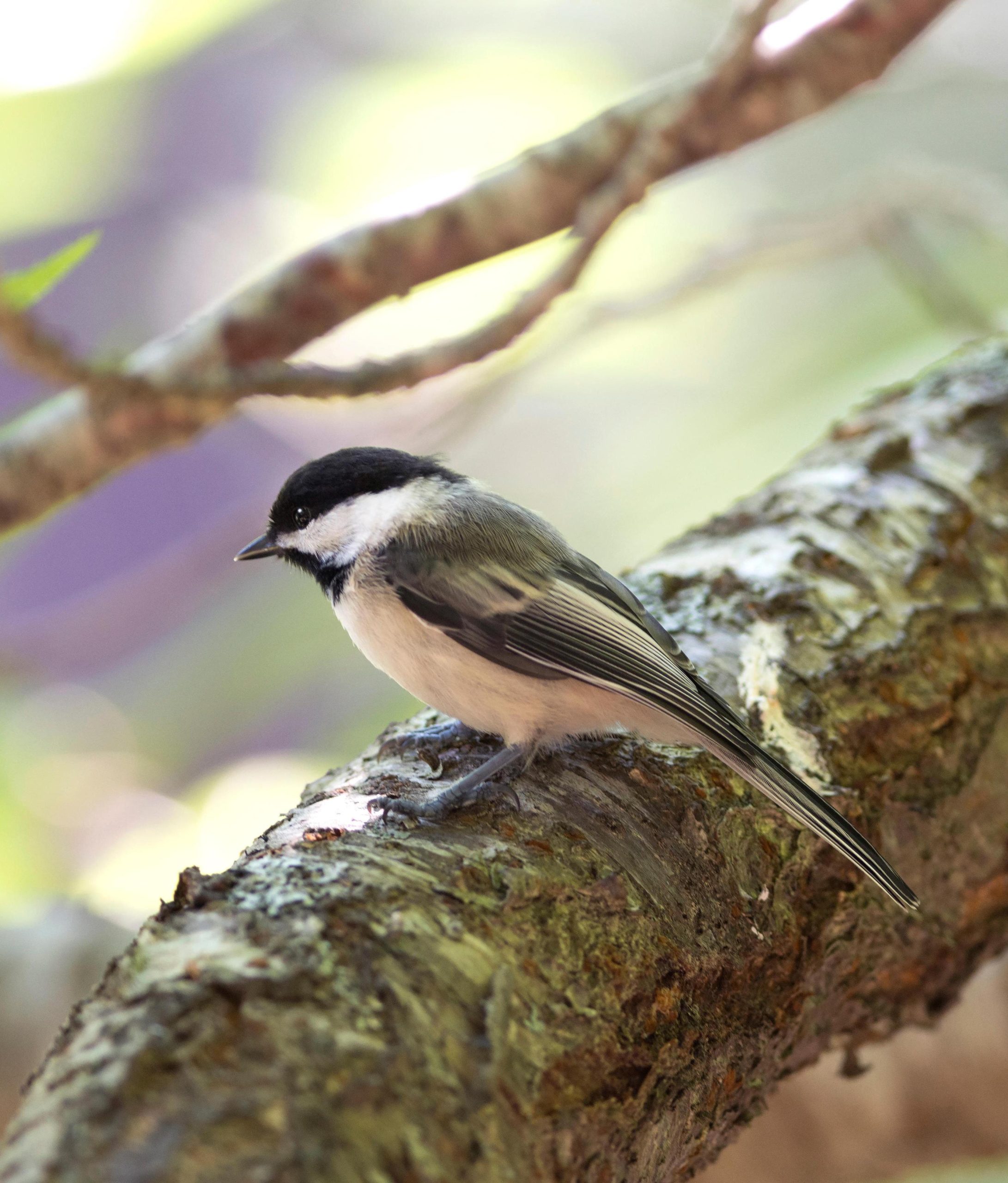 Chickadee calls correspond to the wingspan of predators